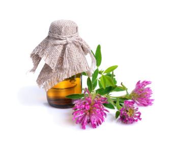 echinacea