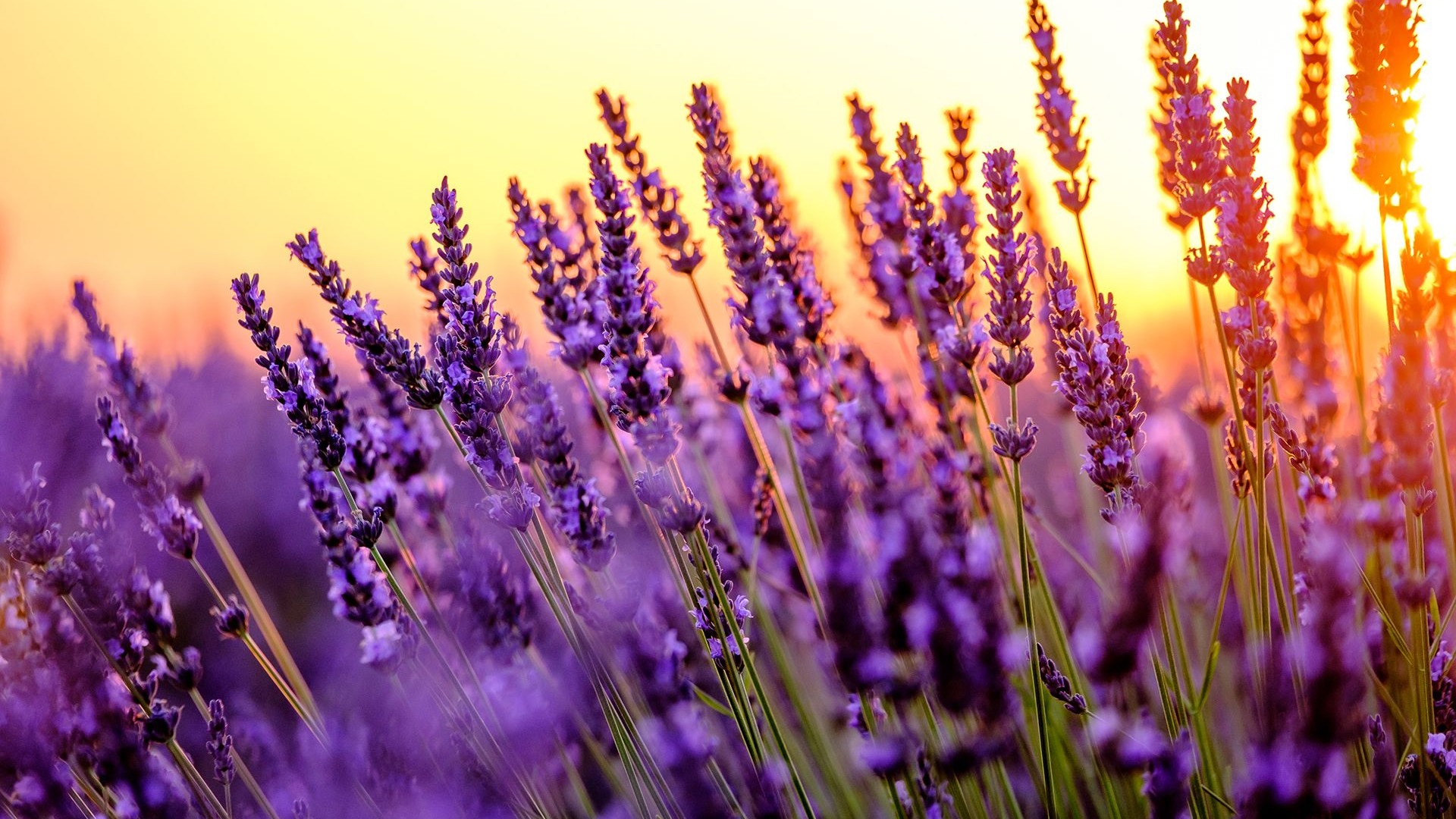 Golden field of lavendar