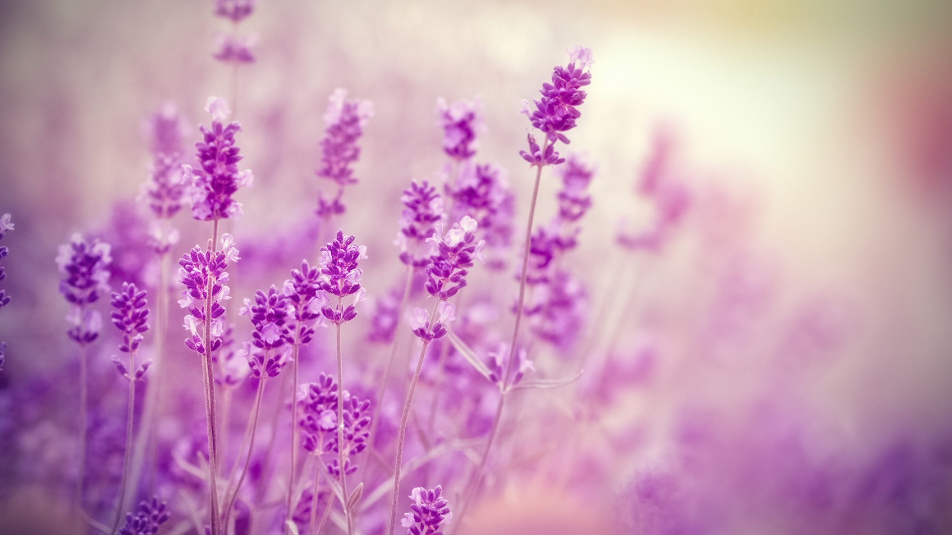 lavender soft