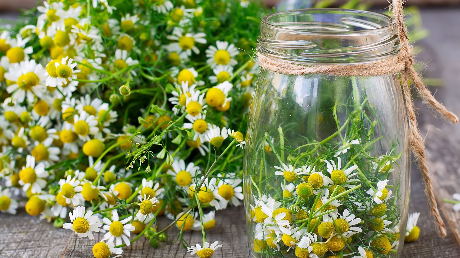chamomile flowers compressor