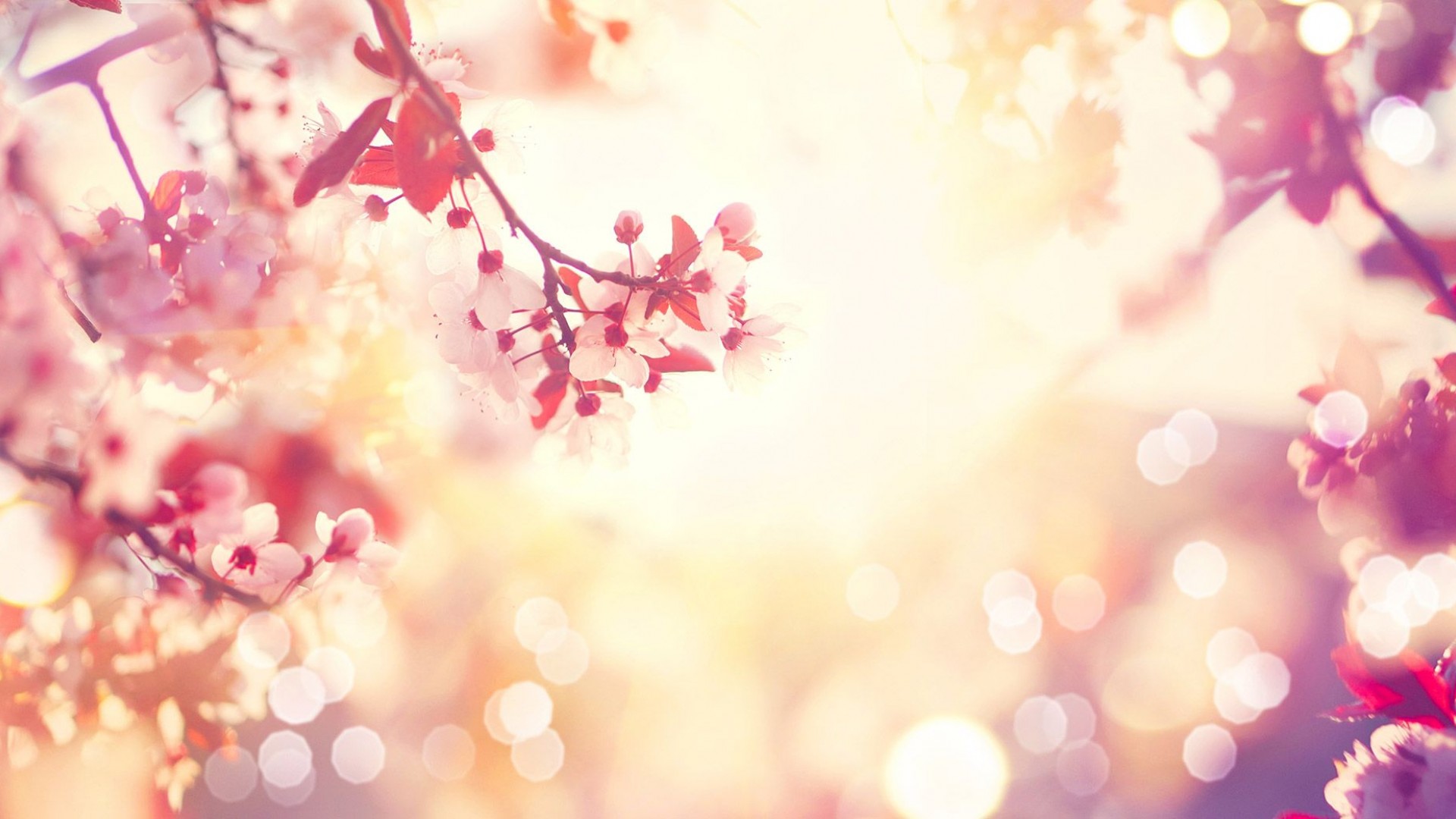 cherry blossoms pink compressor
